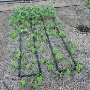 MANGUERAS PARA SISTEMA DE RIEGO